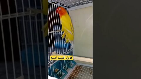مسابقة أحسن طائر روز لاتينو كيوت روعة