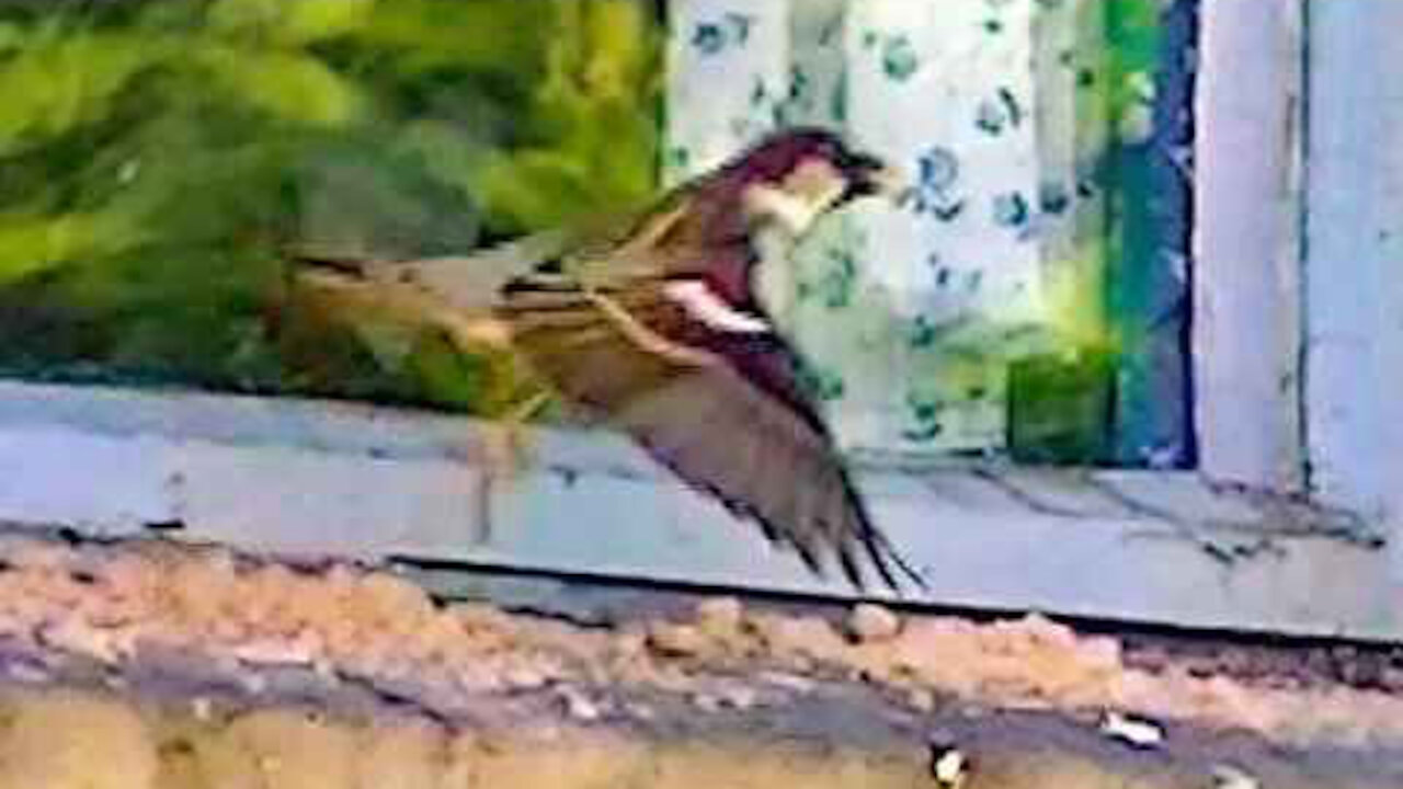 IECV NV #319 - 👍 The Lovely House Sparrows 🐤 5-19-2017