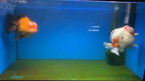 49 4Wow super beautiful goldfish in tank-4