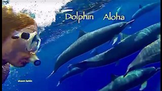 Dolphin Aloha Project