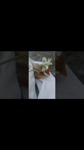 Pintinho dodói comeu Moringa Oleífera parte 3