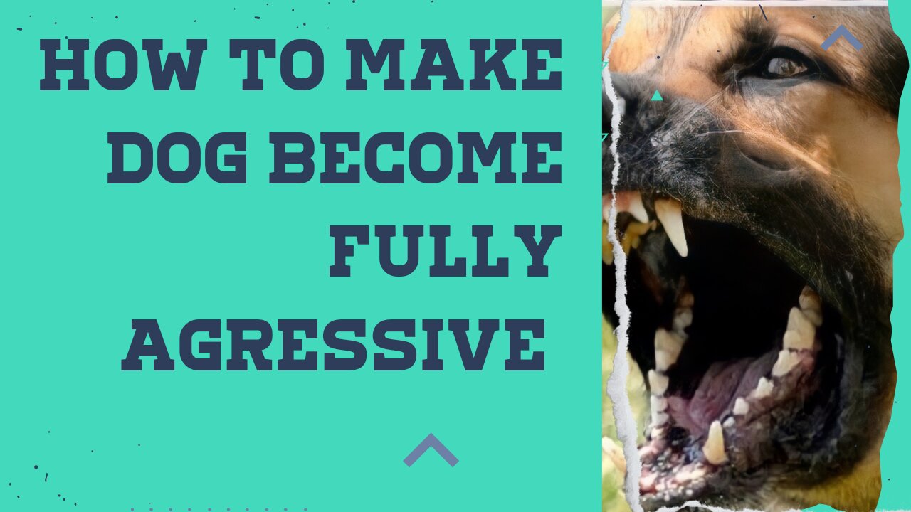 how to make dog become fully agressive