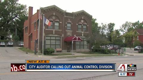 City auditor calling out animal control division