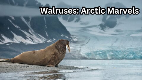 Walruses: Arctic Marvels