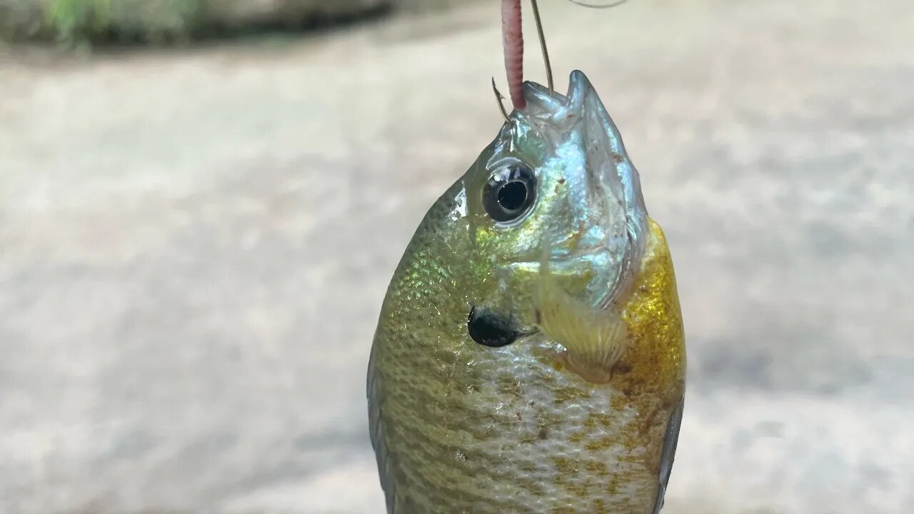 Fishing Adventure 7/22/23: Morning bite was hot