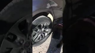 LonelyCreek Tuffy. Says not today folks