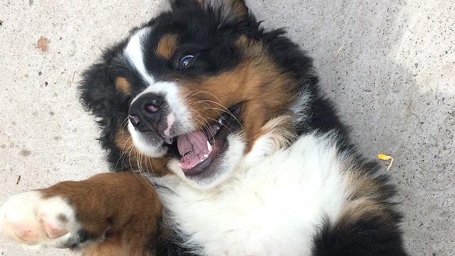 Puppy Has Total Freak Out Over Lemon Slice