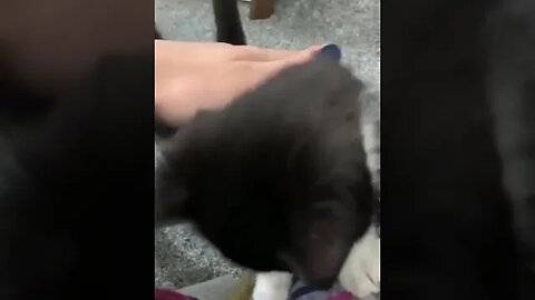 PLAYING CAT VIDEO MEAWWW