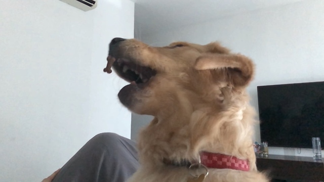 Golden Retriever learns to catch treats in slow motion