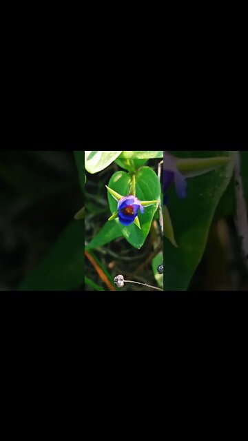 dil galti ❤️🥰 #youtubeshorts #shorts #youtube #shortvideo #shortyoutube