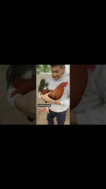 LWF Sweaters 🔥 #gamefowlbreeder #rooster #chicken #coppersulphate