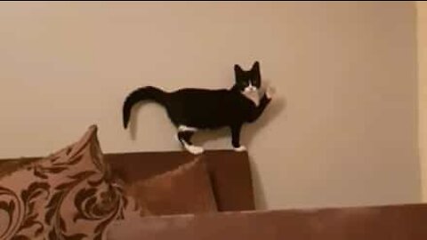 Ce chat joueur fait coucou à la caméra !