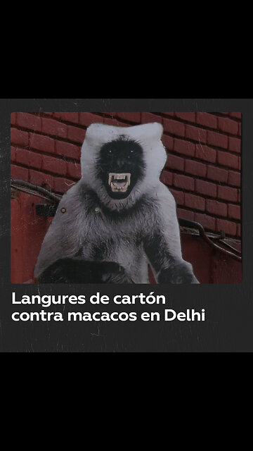 Nueva Delhi despliega figuras de langures para ahuyentar a macacos durante el G20