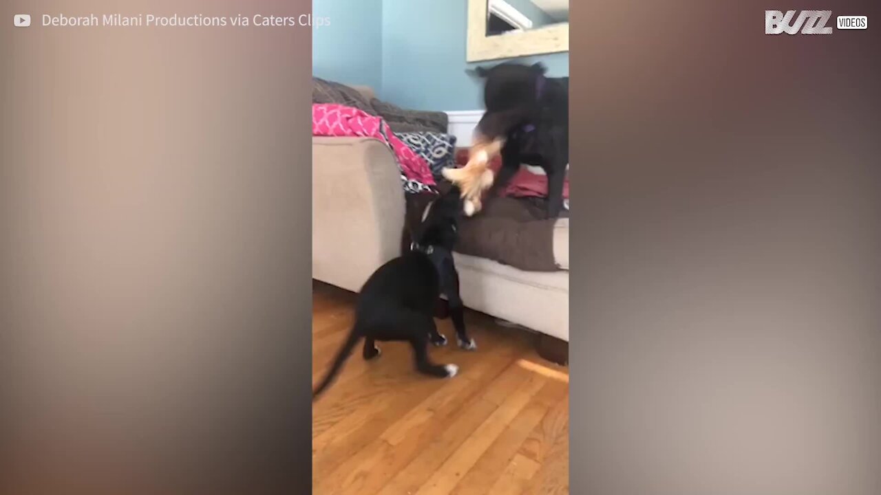 En jouant, ces deux chiens traumatisent un pauvre chat !