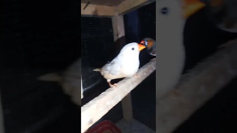 Mutation finches at SNS exotic finches #shorts #youtubeshorts #birdslover