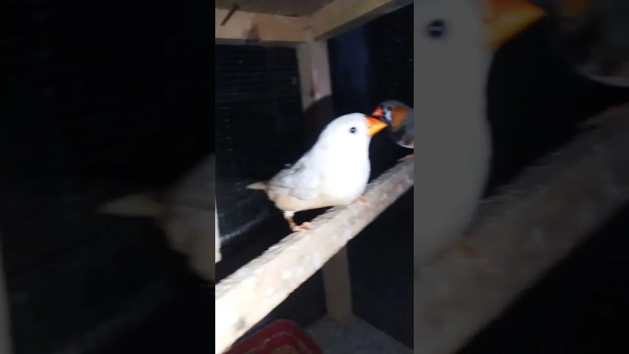 Mutation finches at SNS exotic finches #shorts #youtubeshorts #birdslover