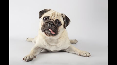 💗Cute And Funny Pets | Try Not To Laugh To These Pets Compilation💗