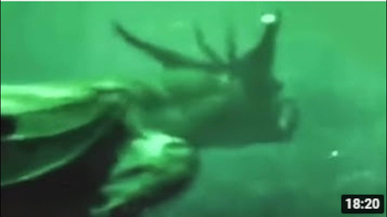 Deep Sea Camera Captures What No One Was Supposed to See#Camera#Dogs#cut#