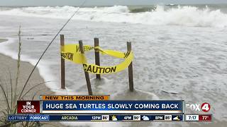 Sea turtles making comeback
