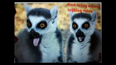 funny animal laughing best video 2022, funniest animals ever, best laughing video