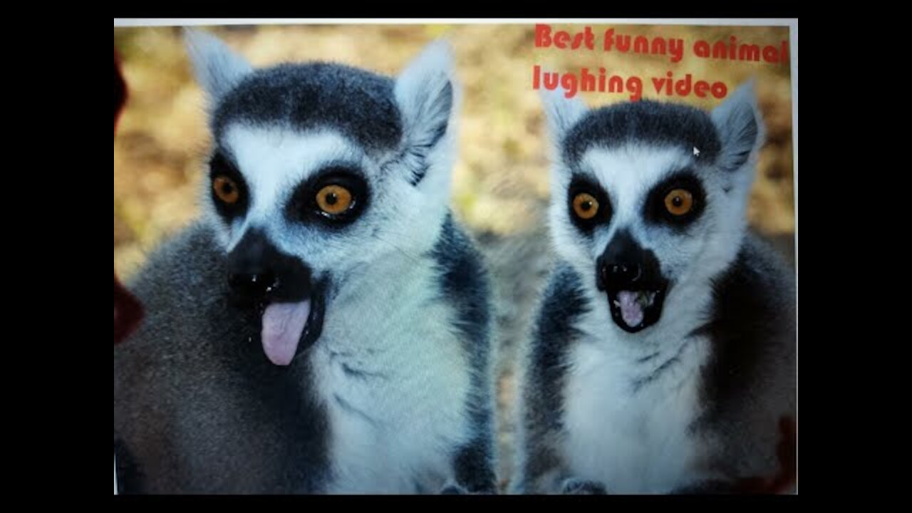 funny animal laughing best video 2022, funniest animals ever, best laughing video