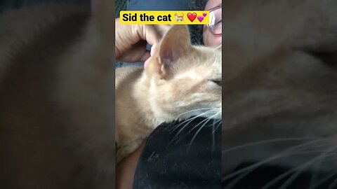 More cuddles with Sid the cat 🐈💕