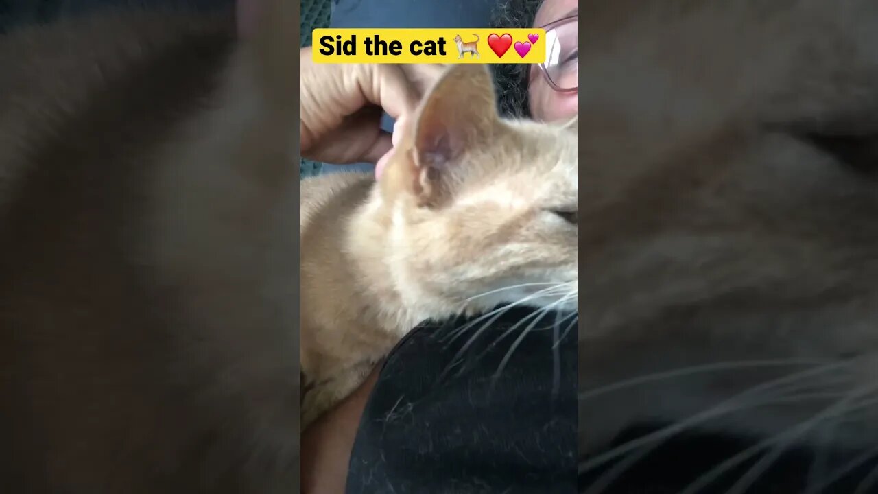 More cuddles with Sid the cat 🐈💕
