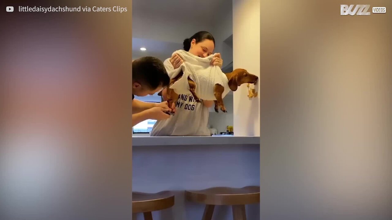 Owner's brilliant idea to cut dog's claws