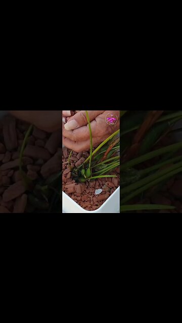 🪴Rootless Maxillaria HACK 💪🏼 Securing Maxillaria Propagation in Pot #ninjaorchids #shorts