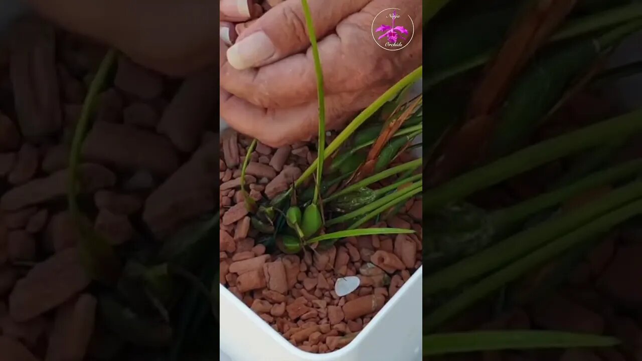 🪴Rootless Maxillaria HACK 💪🏼 Securing Maxillaria Propagation in Pot #ninjaorchids #shorts