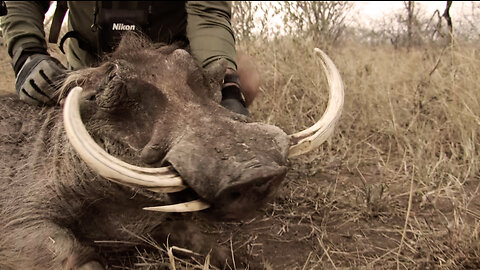 Warthog TRAIN WRECK! Awesome African Pigs & Hogs