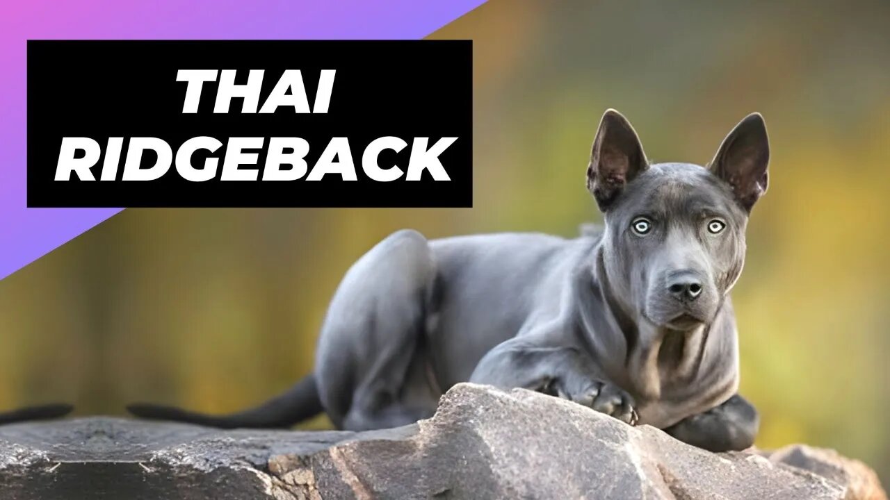 Thai Ridgeback 🐶 One Of The Rarest Dog Breeds In The World #shorts