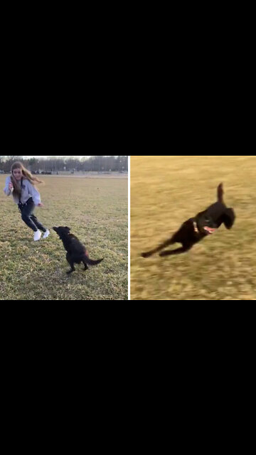 Pup goes absolutely crazy anytime someone starts running