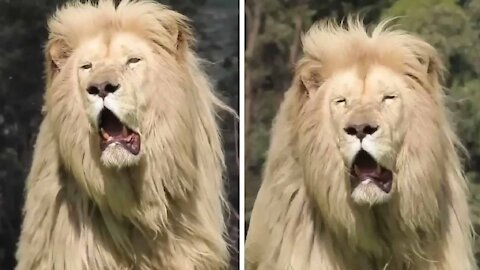 Why is the mouth of this lion so wide?!