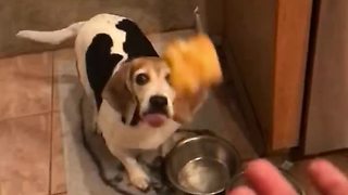 Beagle fails to catch treat in epic slow motion