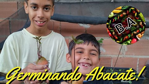 Como Germinar Caroço de Abacate #diy #diygarden #hortaorganica