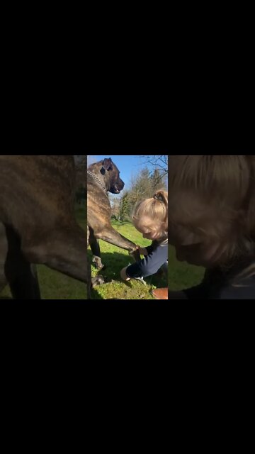 1Min Animal World #dogs #cats #pet