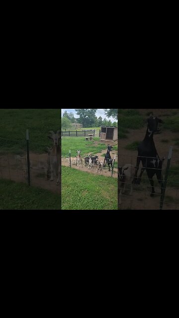 NO MATTER WHAT THE GOATS SAY!! #shorts #goats #farm #animals #fun #work