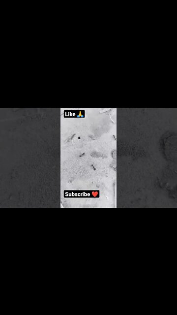 zindgi #youtubeshorts #shorts #youtube #shortvideo #shortyoutube