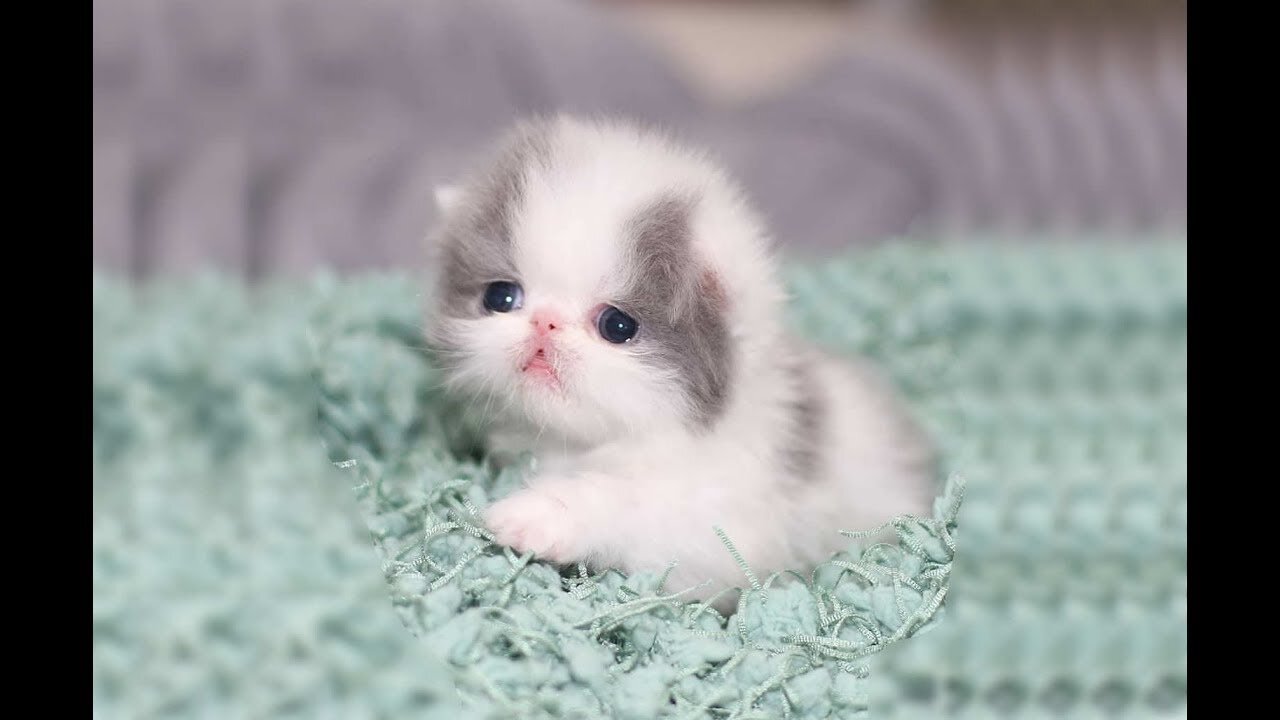 Cute kittens, meow compilation, must watch if you love these cuties