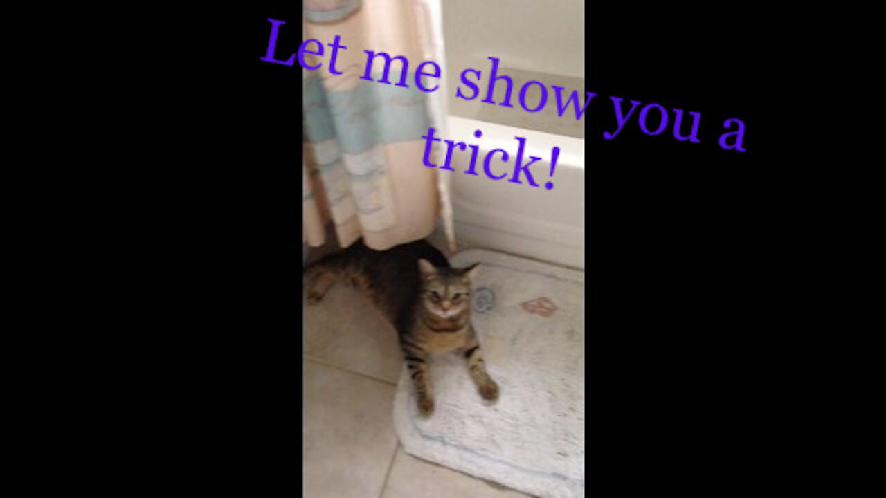 Here is a cat's Gymnastics before shower