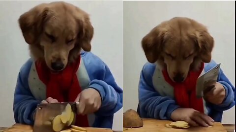 Dog making tasty Dish😋