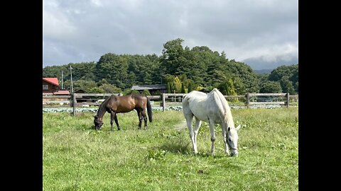 2022-9-4 Enjoy peaceful grazing - 1