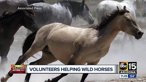 Volunteers helping wild horses amid drought