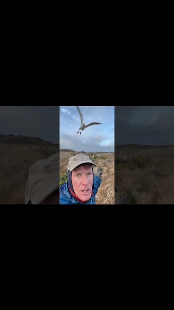 I celibate with my only friends #seagull #birds #shotgun