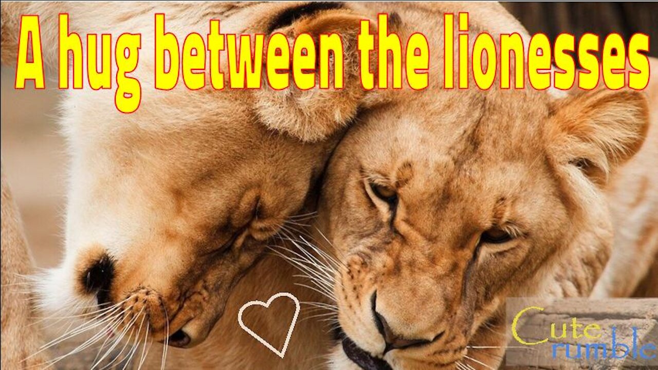 Beautiful caresses between lionesses