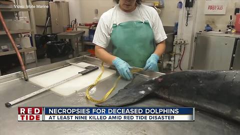 9 bottlenose dolphins found dead in Sarasota County in 36-hours