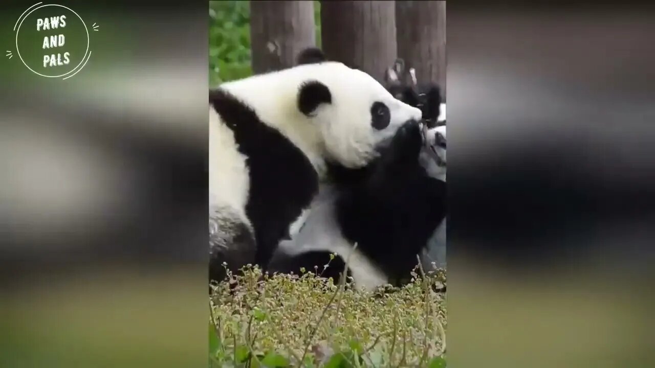 Funny baby pandas | Baby panda falling