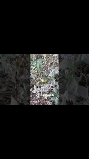 Borretsch - Eine Perle für Bienen