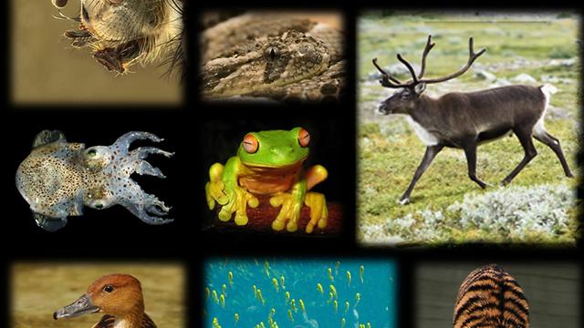 2016&#039;s New Species